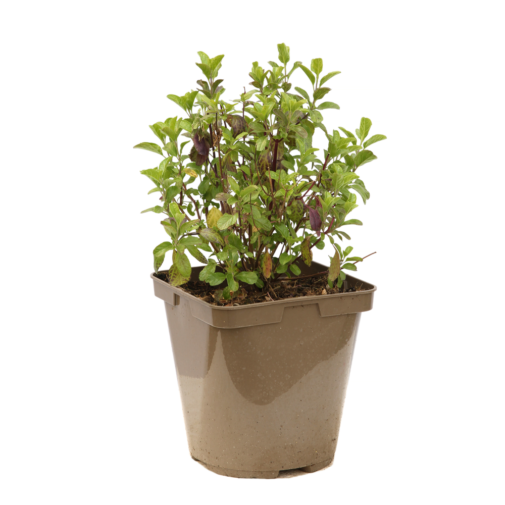 SALVIA J.V.DE LOIRE C 3L MDD-(541034)