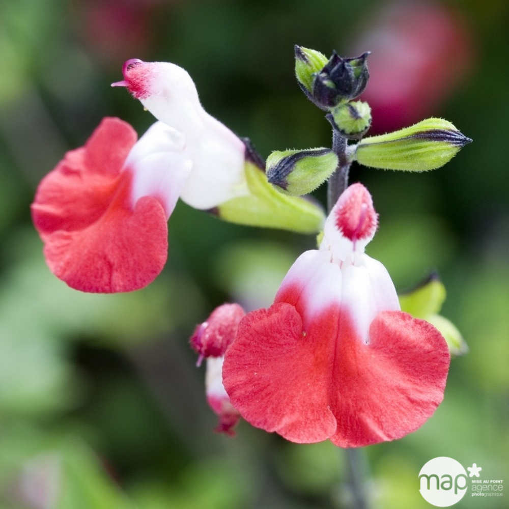 Salvia 'Hot Lips':pot 3L MDD