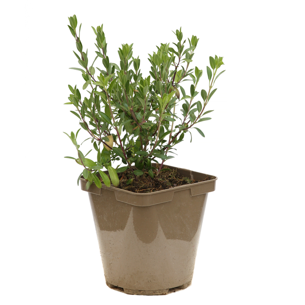 Sauge 'Bordeaux' : pot de 3L