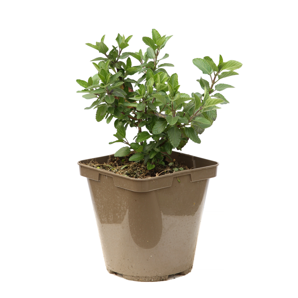 Sauge 'Cera Potosi' : pot de 3L