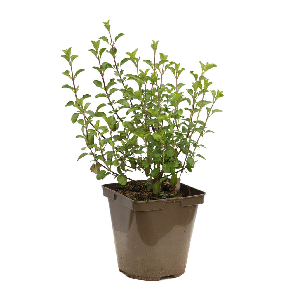 Salvia 'Dancing Dolls' pot 3L