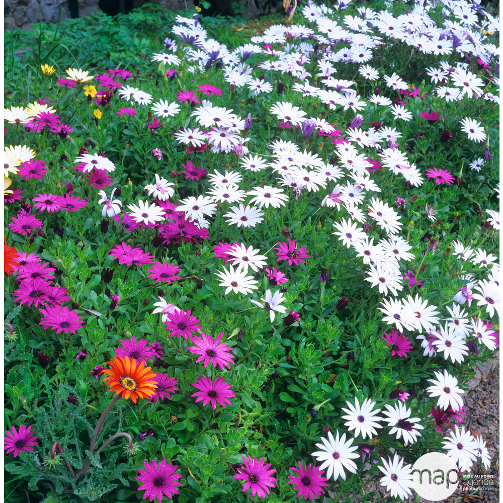 Osteospemum : Diam. 12cm