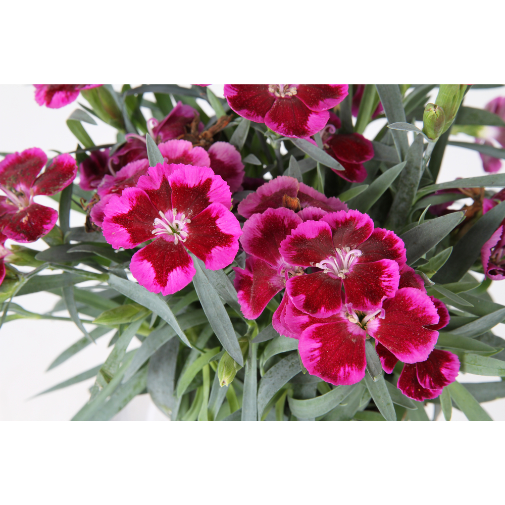 Dianthus 'Tennelke' : pot D.13cm