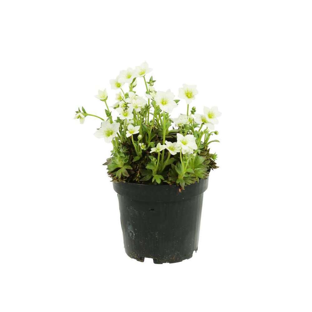 Saxifrage Black Beauty