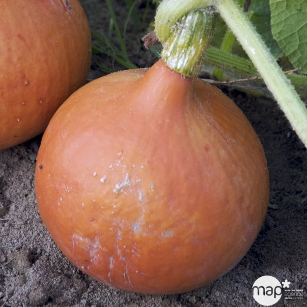 Plant de courge 'Potimarron' bio : pot de 0,5 litre