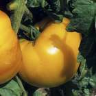 Plant de tomate 'Ananas' : pot de 1 litre