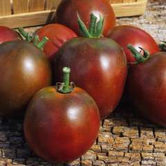 Plant de tomate 'Noire de Crimée' : pot de 1 litre