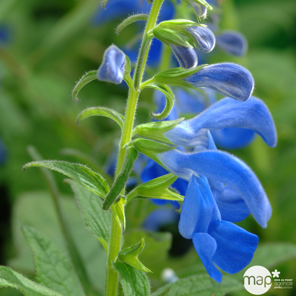 Salvia Patens : 2L