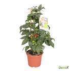 Plant de tomate 'Candytom' ® : pot de d14 cm