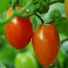 Plant de tomate 'Apeticio' F1 bio : pot de 0,5 litre