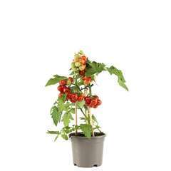 Plant de tomate 'Pick a Tom®' : pot de d14 cm