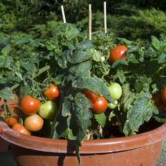 Plant de tomate 'Mini Boy' : pot de 4,5 litres
