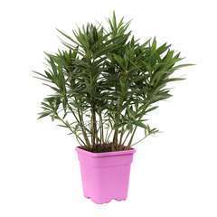 Nerium oleander:pot carré 5 litres