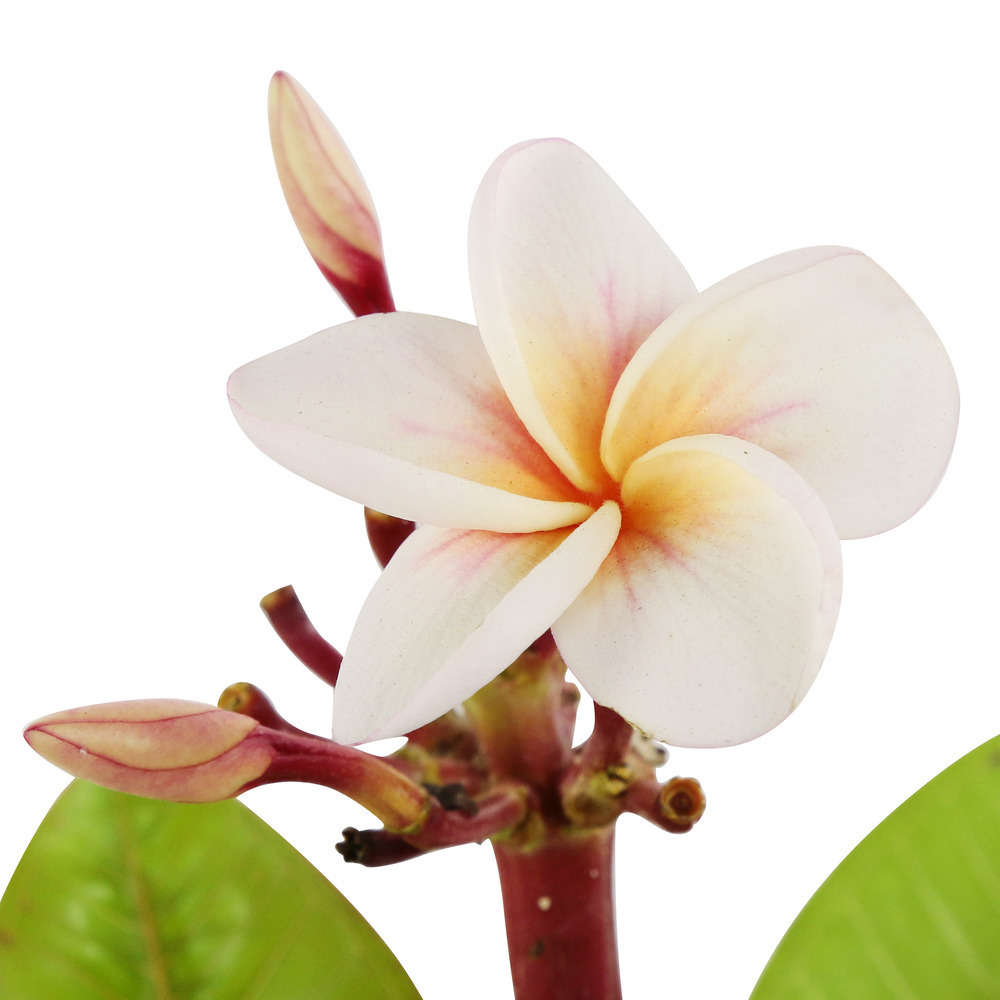 FRANGIPANIER D18CM-(542289)