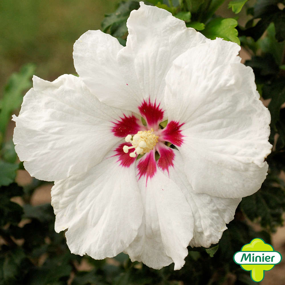 Hibiscus syriacus 'Sup' Heart' ® ':conteneur 5 litres