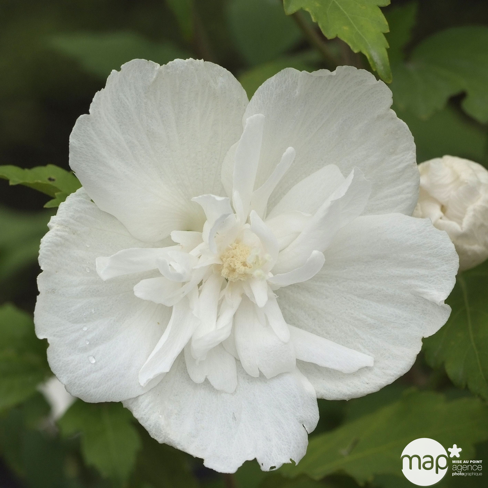 Hibiscus syriacus 'White Chiffon' : C5L
