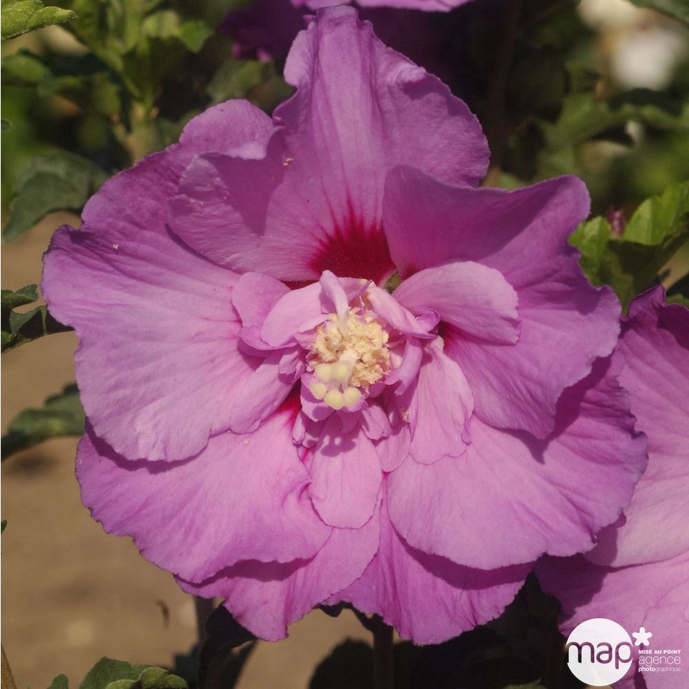 Hibiscus syriacus 'Eruption' ® ':conteneur 5 litres