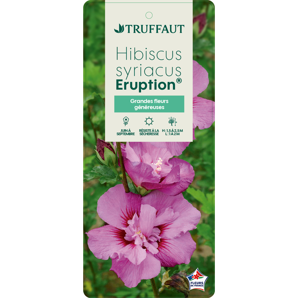 HIBISCUS ERUPTIONÂ® C10L-(542469)