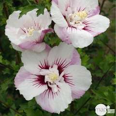 Hibiscus syriacus 'Pinky Spot' ® ': conteneur 10 litres