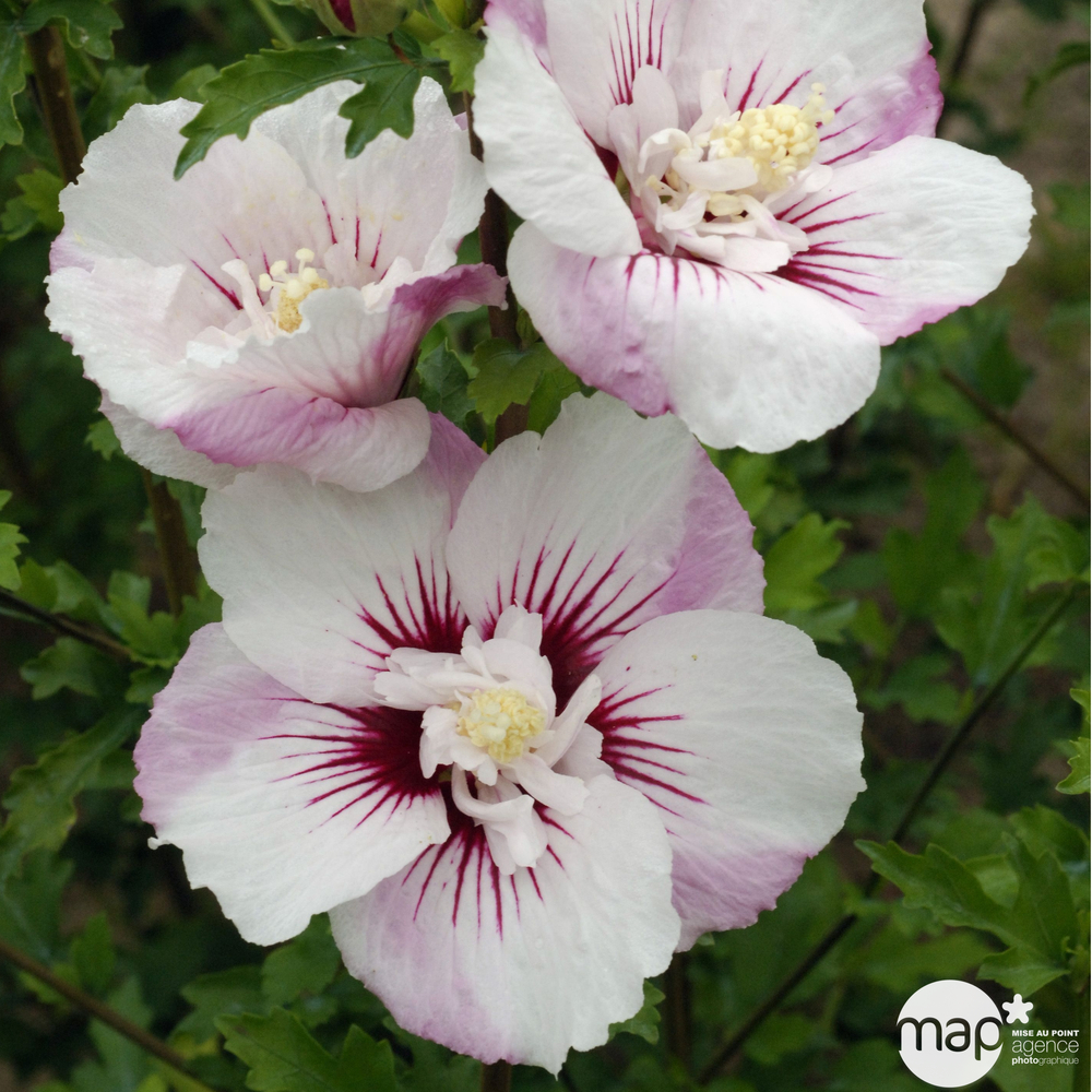 Hibiscus syriacus 'Pinky Spot' ® ': conteneur 10 litres
