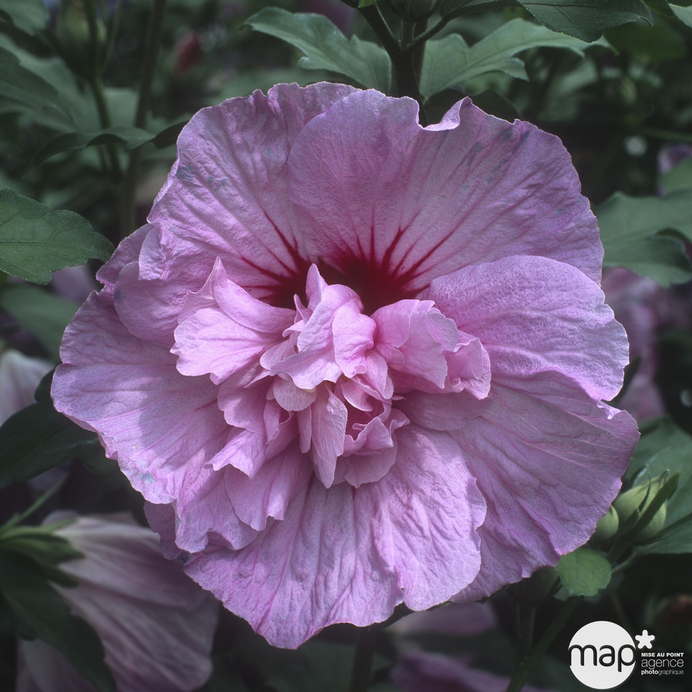 Hibiscus syriacus 'Lavender Chiffon' : conteneur 5 litres
