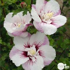 Hibiscus syriacus 'Pinky Spot' ® ':conteneur 5 litres