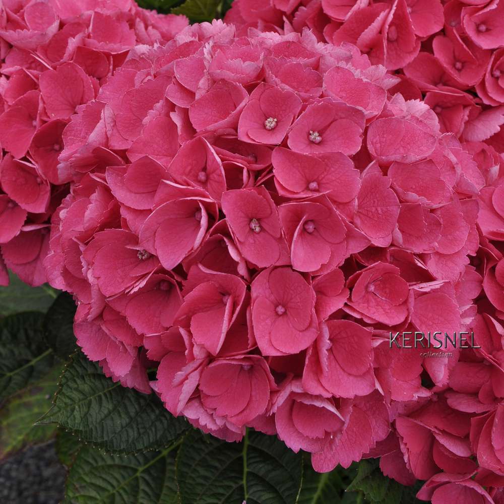 Hydrangea primeur Dalian : 5L (rouge)