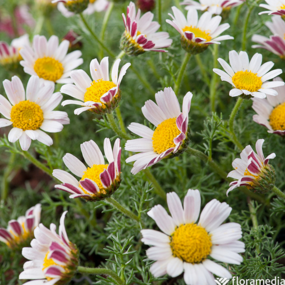 Camomille du Maroc:godet vert