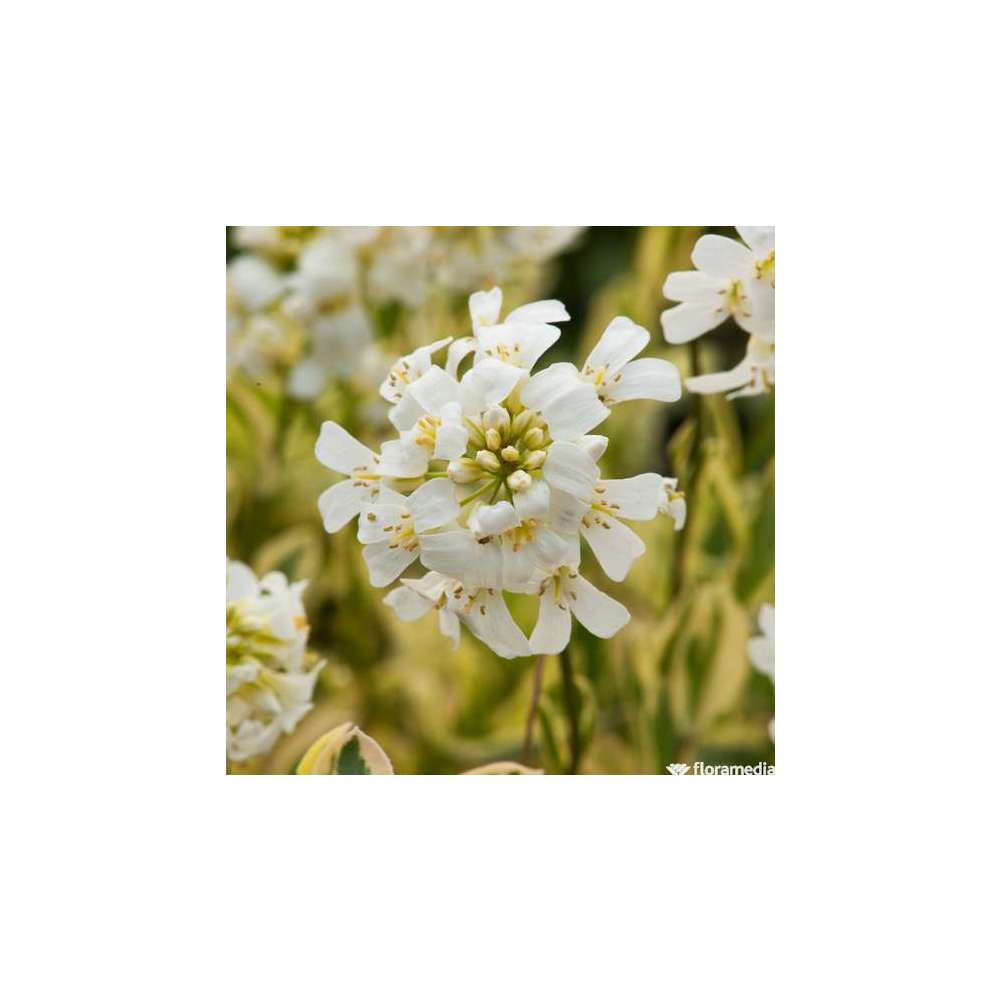 Arabis ferdinandi-coburgi 'Old Gold': godet