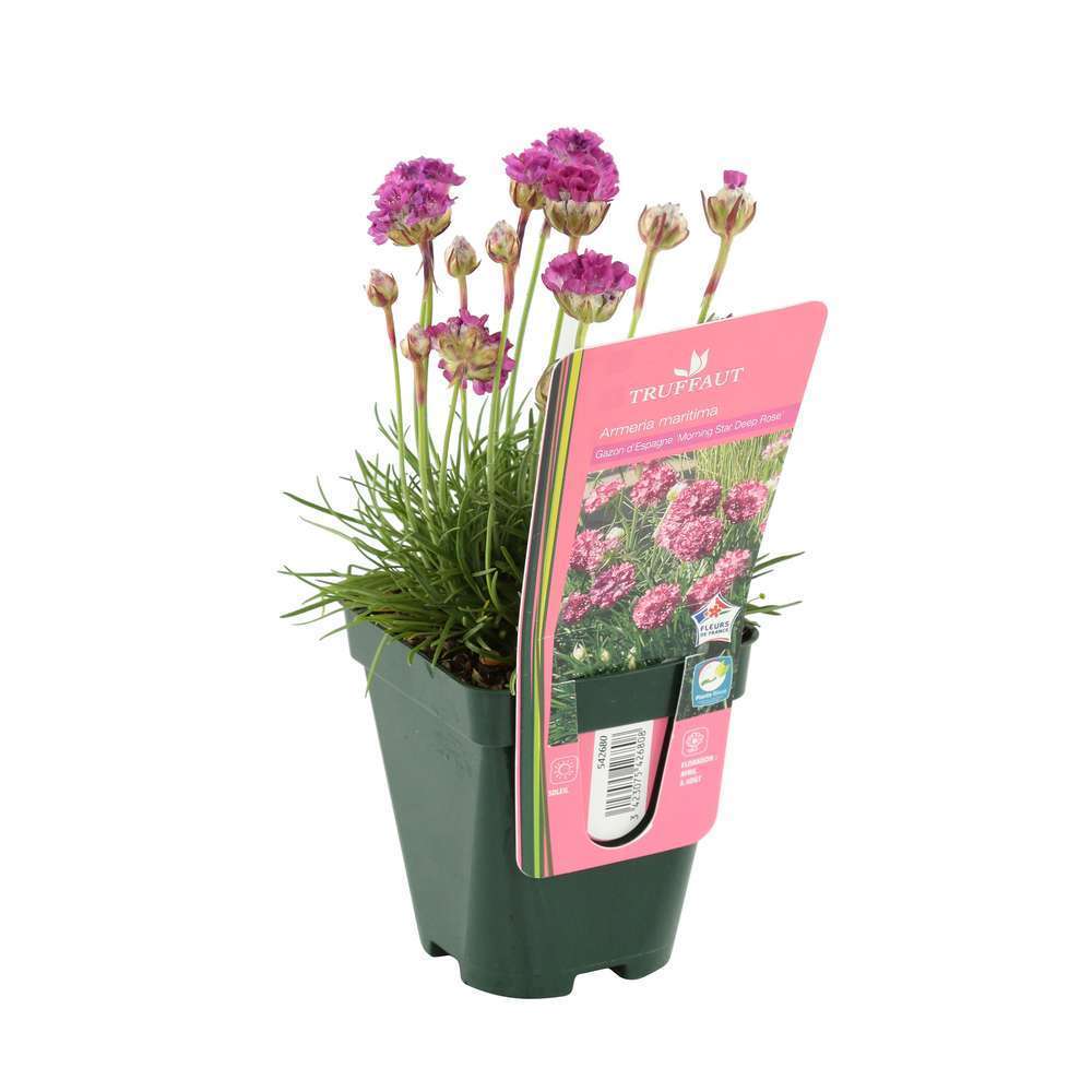 Gazon d'Espagne 'Morning Star Deep Rose':godet vert