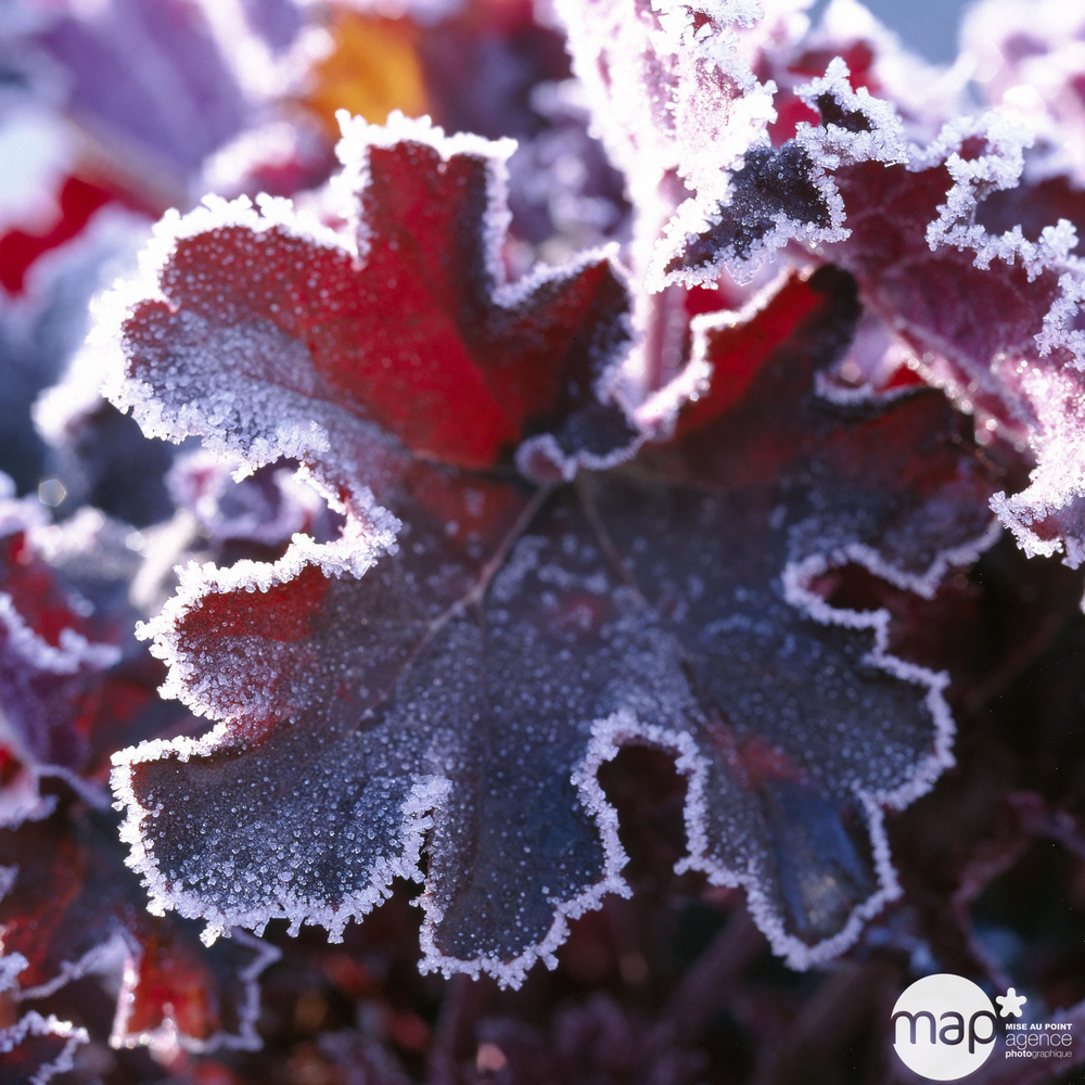 Heuchera x 'Purple Pettitcoats':godet