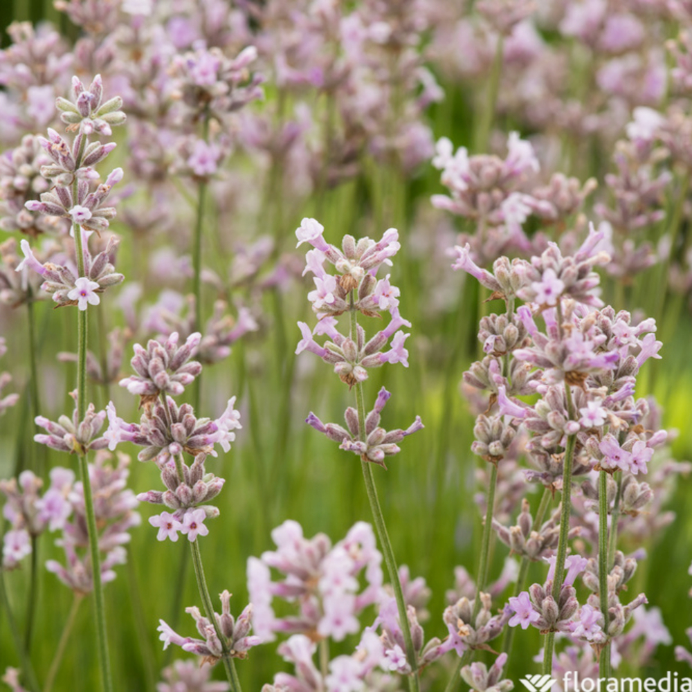 Lavande vraie 'Rosea':godet