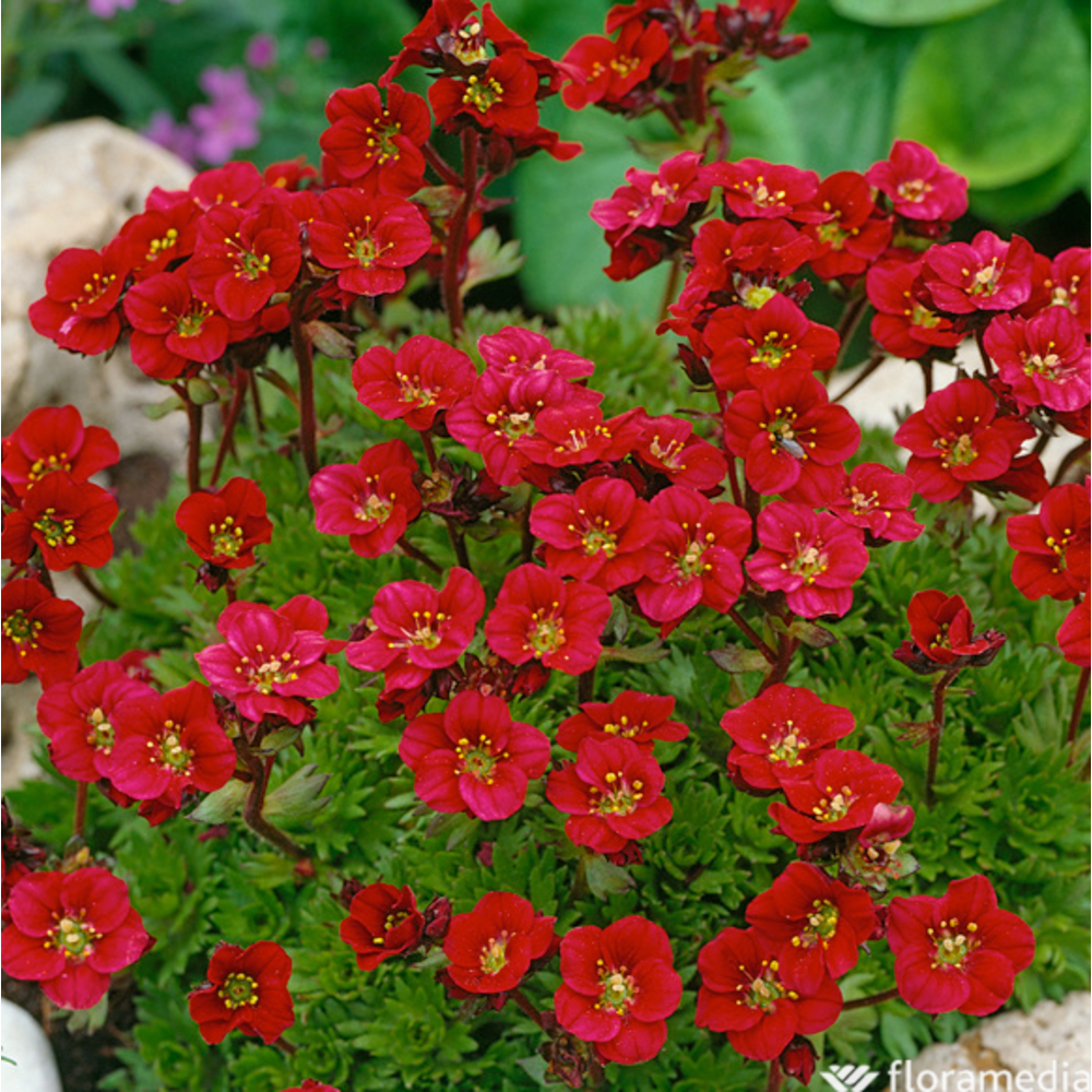 Saxifrage mousse 'Luschtinetz':conteneur 2 litres godet vert