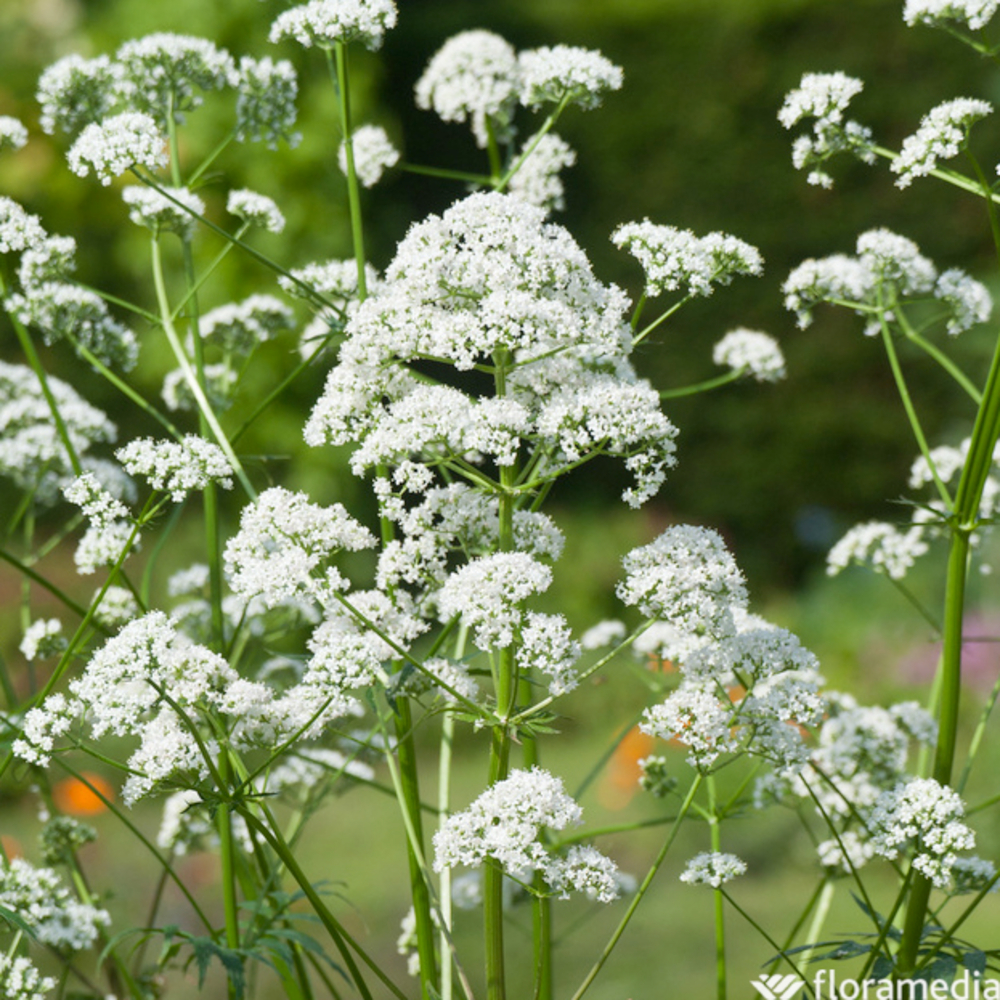 Valeriane blanche:godet vert