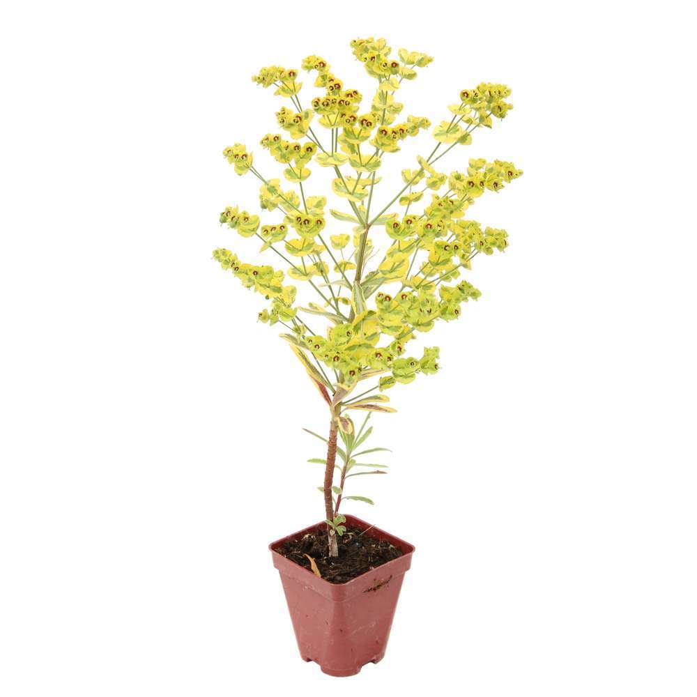 Euphorbe Ascoot Rainbow, godet rouge