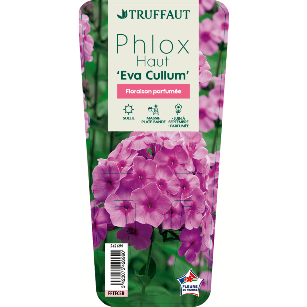 Phlox haut 'Eva Cullum' :godet vert