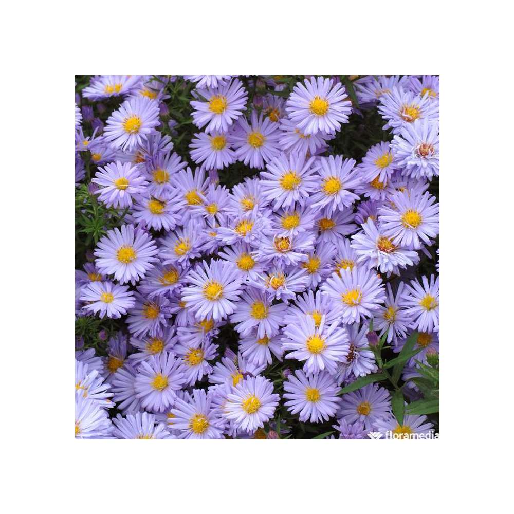 Aster novi-belgii 'Porzellan':godet vert