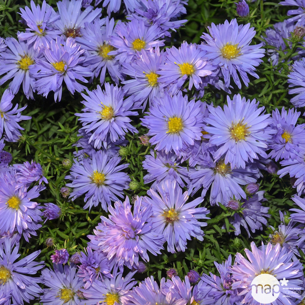 Aster x dumosus 'Lady in Blue':godet vert