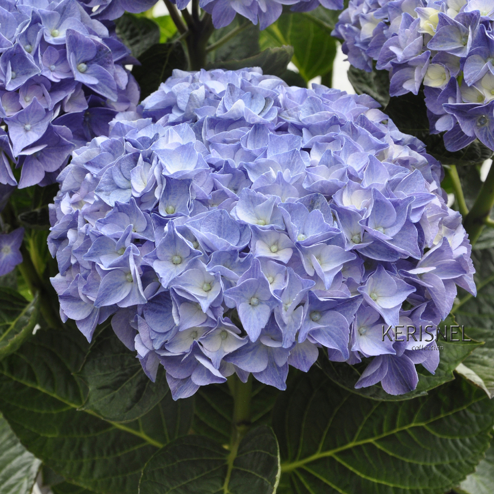 Hydrangea primeur 'Anda bleu' : conteneur 5 litres