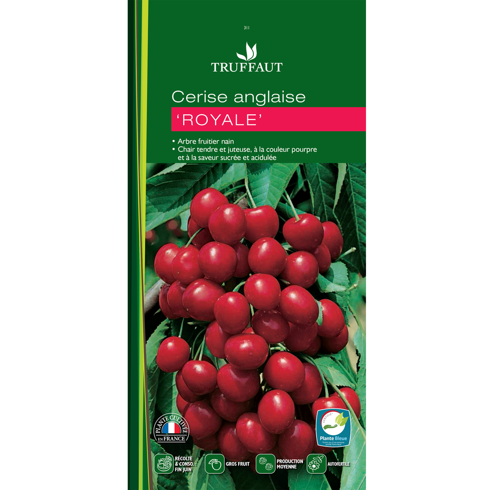 Cerisier nain ' Royale ' :pot 10L