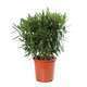 Nerium oleander : touffe H50/65cm C10L -  Coloris variables