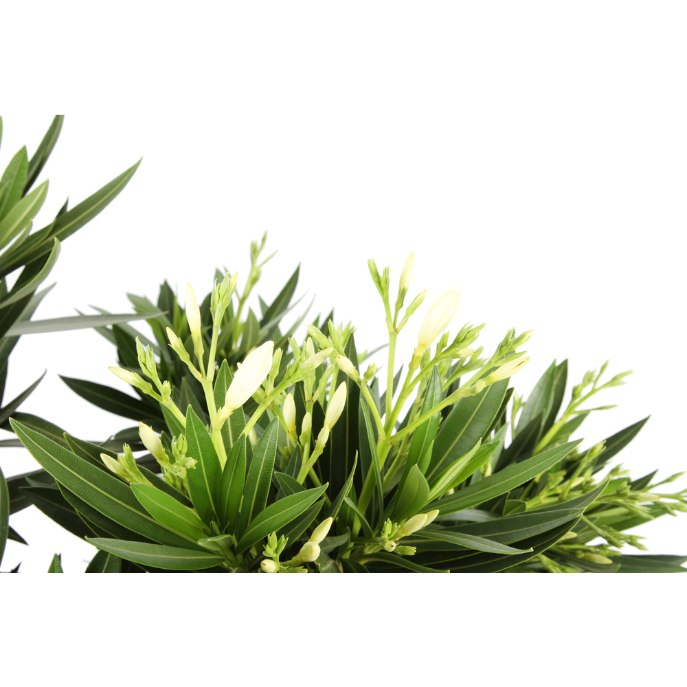 Nerium oleander : rose, touffe H50/65cm C10L