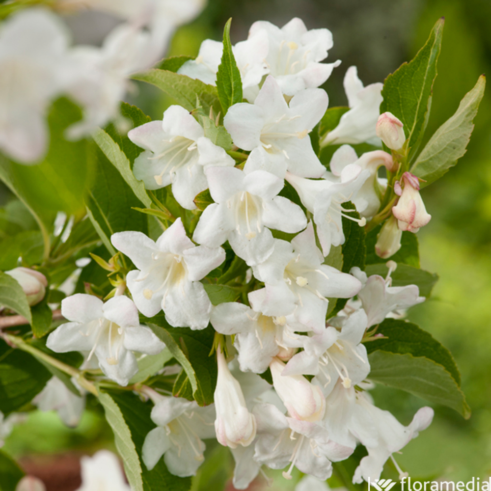Weigela x ' Snowflake ' - Pot 4,5L