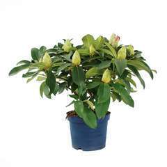 Rhododendron x 'XXL' : D 40/50 cm conteneur 5 litres