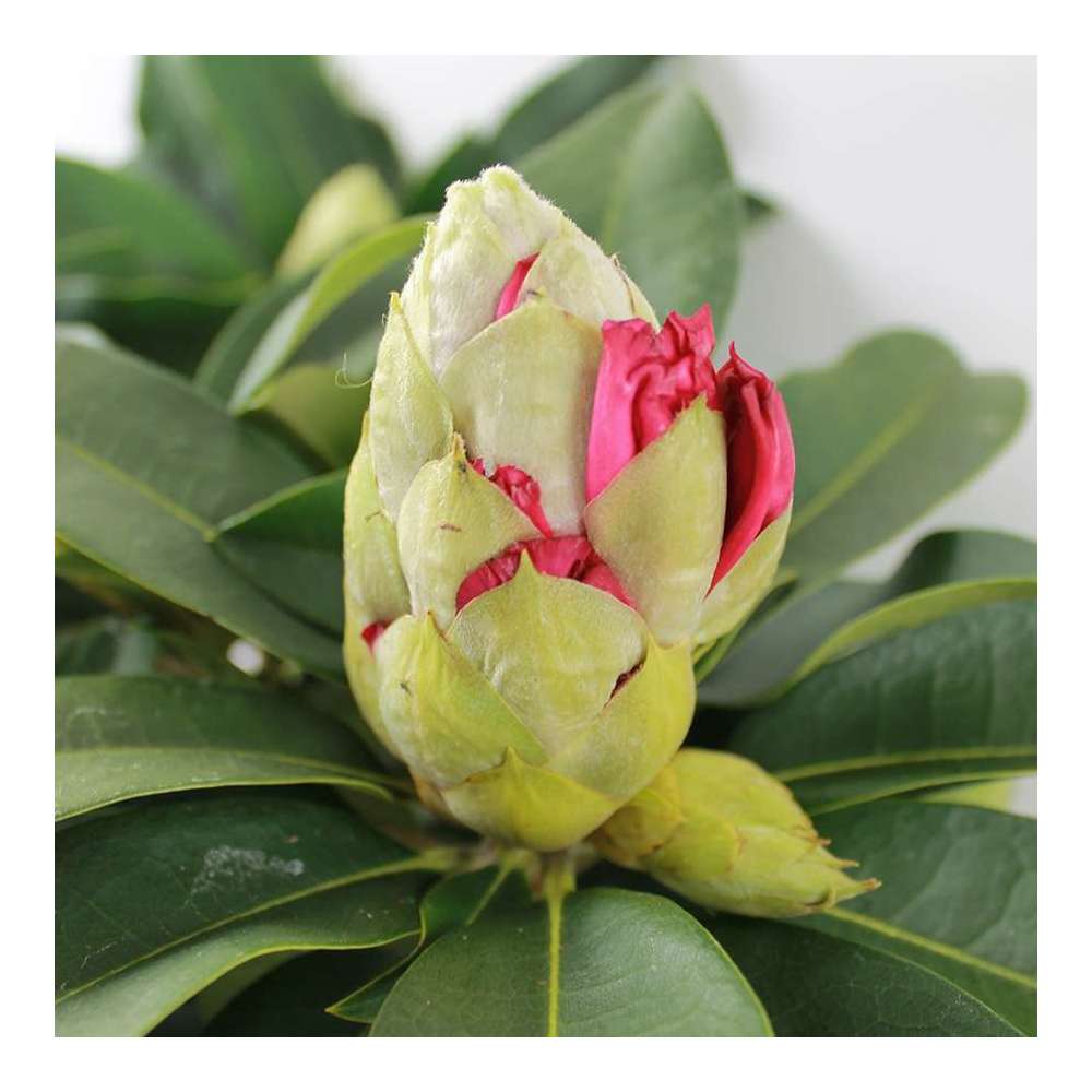 rhododendron in container Chionoides Rhododendron
