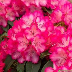 Rhododendron x 'XXL' : D 40/50 cm conteneur 5 litres