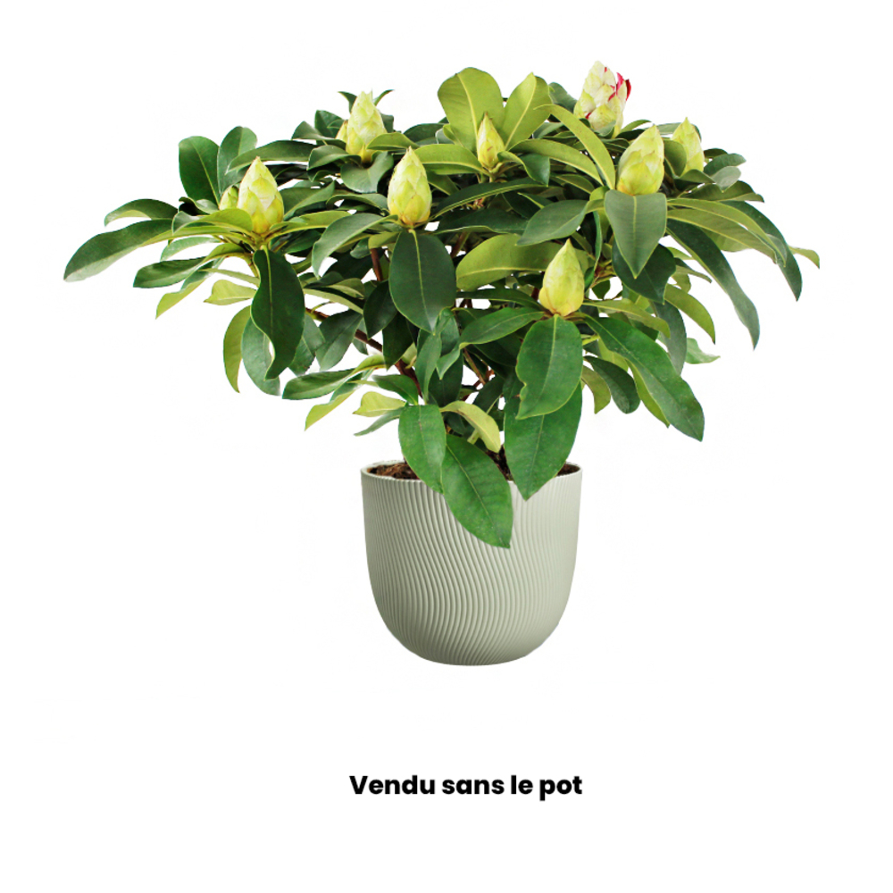 Rhododendron x 'XXL' : D 40/50 cm conteneur 5 litres