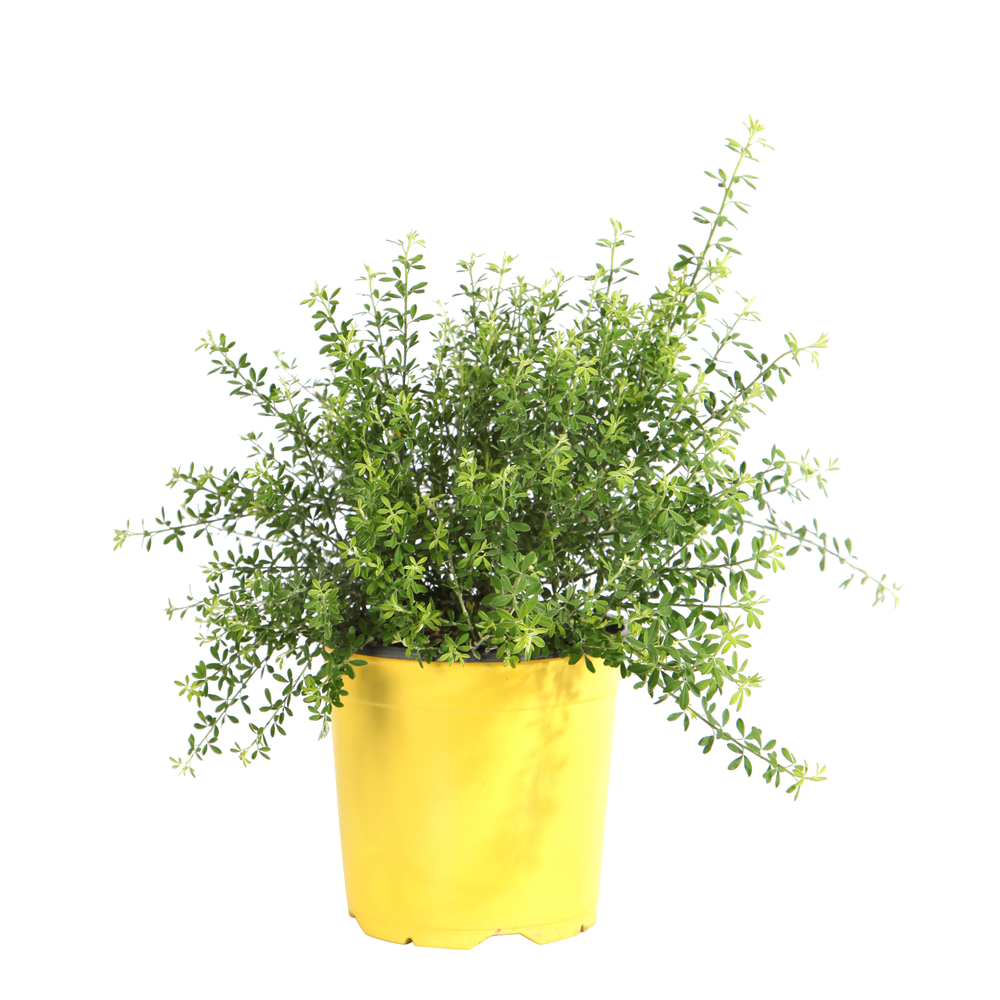 Cytisus x racemosus :pot 2 litres