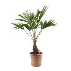 Palmier de Chine - Trachycarpus fortunei :  Hauteur 40/60 cm pot D21cm