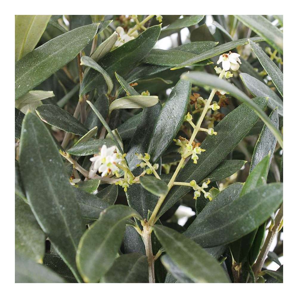 Olivier, Olea europeae : spirale H100/110 cm